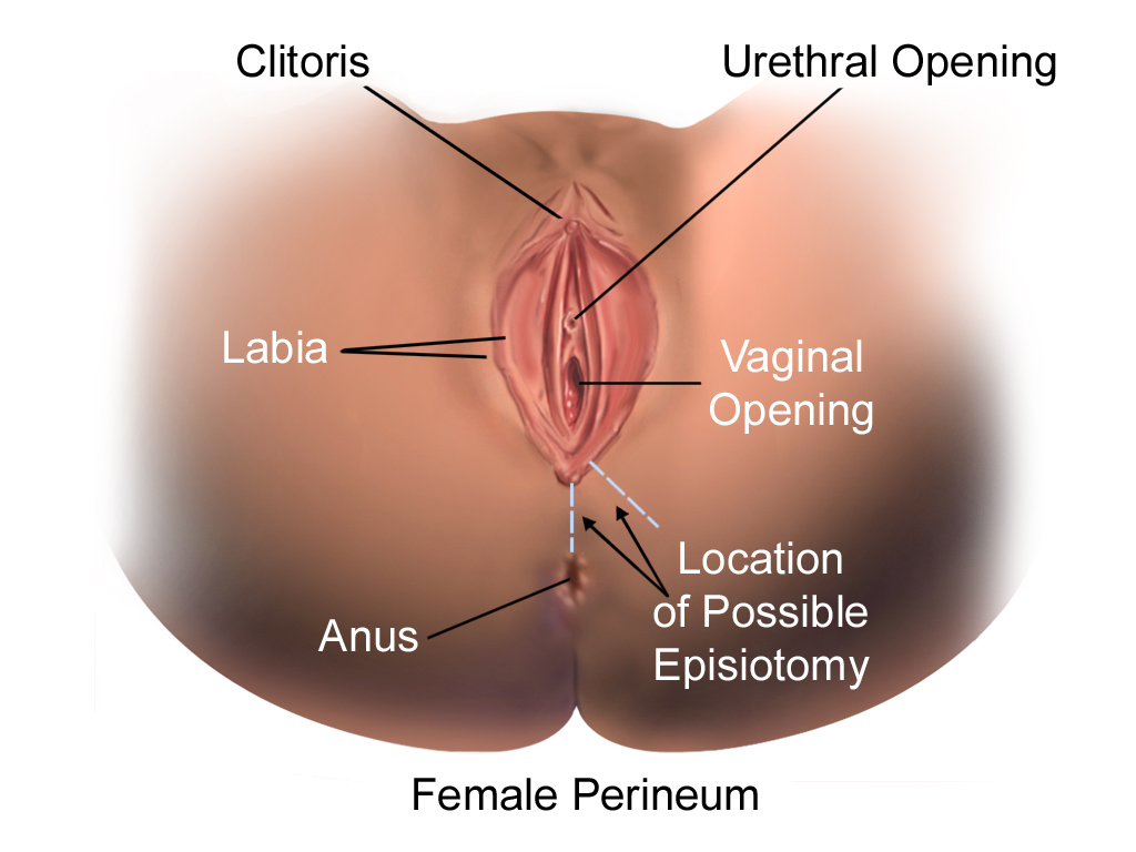 Blausen_0355_Episiotomy