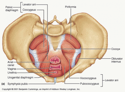 Symphysis Pubis Dysfunction Relief