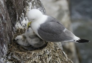 birds-nest-263160_1280